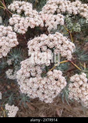 Santa Cruz Island Wildbuchweizen (Eriogonum arborescens) Plantae Stockfoto