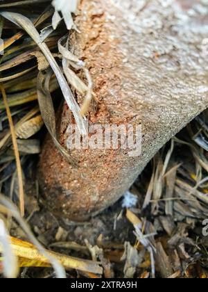 Outeniqua Pincushion (Leucospermum glabrum) Plantae Stockfoto