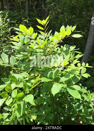 Poison Sumac (Toxicodendron vernix) Plantae Stockfoto