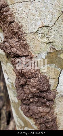 Conehead Termites (Nasutitermes) Insecta Stockfoto