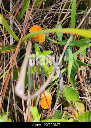 Orangenmilchkraut (Polygala lutea) Plantae Stockfoto