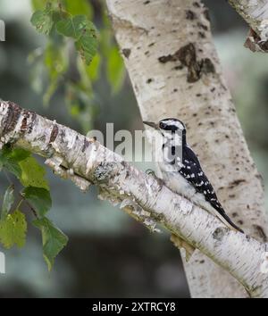 Hairy Woodspecht in einer Birke Stockfoto