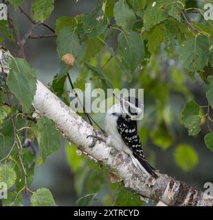 Hairy Woodspecht in einer Birke Stockfoto