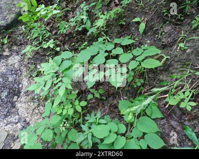 Amerikanische Spikenard (Aralia racemosa) Plantae Stockfoto