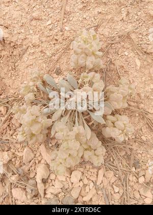 Blasenschoten (Physaria) Plantae Stockfoto