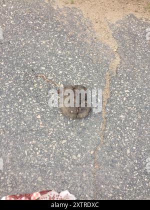 Holzschildkröte (Glyptemys insculpta) Reptilia Stockfoto