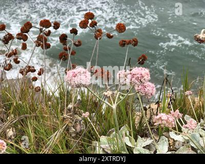 Buckweizen (Eriogonum latifolium) Plantae am Meer Stockfoto