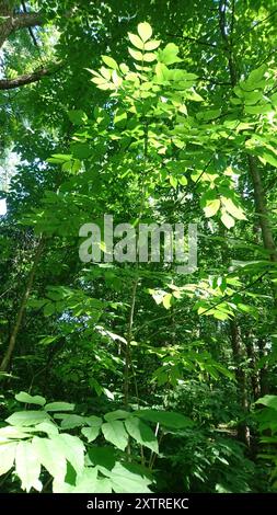 Grünasche (Fraxinus pennsylvanica) Plantae Stockfoto