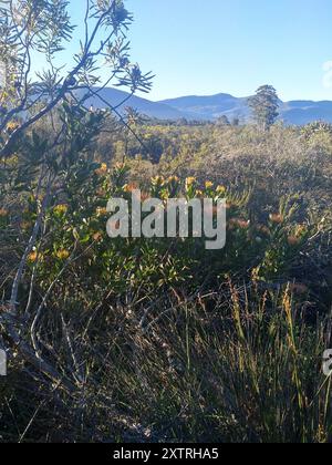 Outeniqua Pincushion (Leucospermum glabrum) Plantae Stockfoto