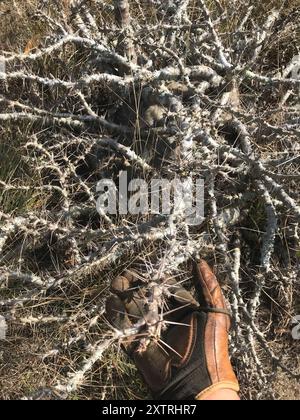 Kudu Lily (Pachypodium saundersii) Plantae Stockfoto