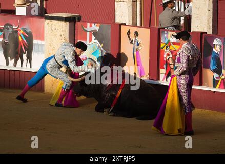 Malaga, Spanien. August 2024. Ein Assistent tötet einen Stier während eines Stierkampfes auf der Malagueta Stierkampfarena, als Teil der Aktivitäten zur Feier der Malaga Fair. Die Praxis des Stierkampfes, die in Spanien als kulturelle Tradition gilt, wurde wegen der Bedenken hinsichtlich der Behandlung von Stieren diskutiert. Dies belegen die Beschwerden von Tierschutzorganisationen und Aktivisten. Quelle: SOPA Images Limited/Alamy Live News Stockfoto