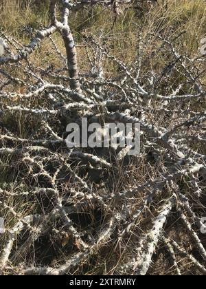 Kudu Lily (Pachypodium saundersii) Plantae Stockfoto