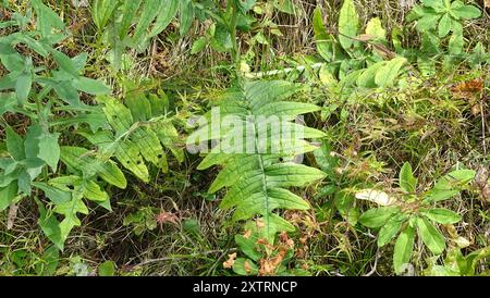 Gelbe Thistle (Cirsium erisithales) Plantae Stockfoto