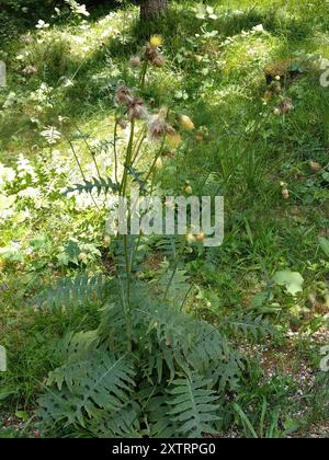 Gelbe Thistle (Cirsium erisithales) Plantae Stockfoto