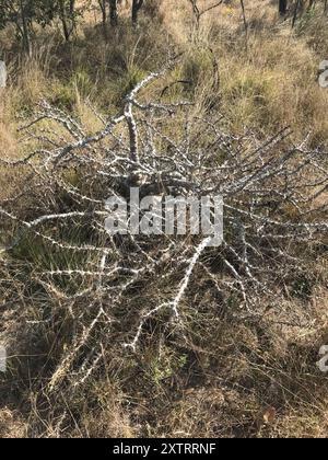 Kudu Lily (Pachypodium saundersii) Plantae Stockfoto