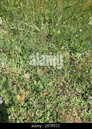 Feldpussytoes (Antennaria neglecta) Plantae Stockfoto