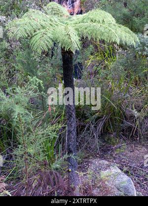 Rauer Baumfarn (Cyathea australis) Plantae Stockfoto