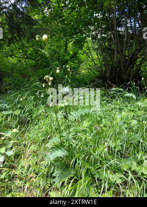 Gelbe Thistle (Cirsium erisithales) Plantae Stockfoto