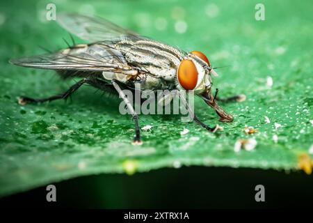 Nahaufnahme einer Fliege auf grünem Blatt und unscharfem Hintergrund der Natur, gemeine Hausfliege, farbenfrohes Insekt, selektiver Fokus. Stockfoto