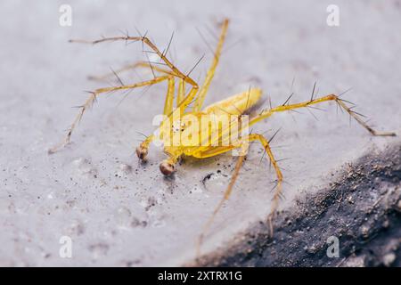 Die gelbe Spinne mit weißen Markierungen krabbelt anmutig auf den Boden und zeigt die Schönheit der Natur aus nächster Nähe. Stockfoto