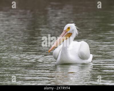 American White Pelican schwimmt in einem gekräuselten See im Delores Fenwick Nature Center in Pearland, Texas. Der Vogel zeigt nach links. Stockfoto