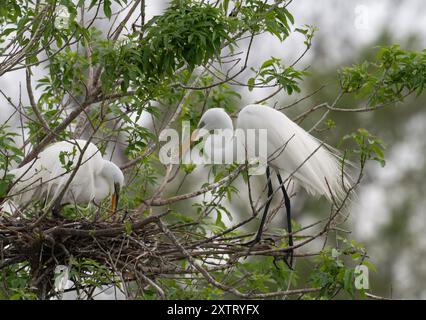 Brutpaar von großen weißen Reihern, die auf ihrem Nest arbeiten. Fotografiert mit geringer Tiefe im Delores Fenwick Nature Center in Pearland, Te Stockfoto