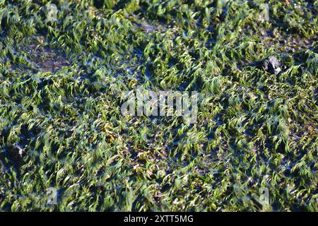 Dichter Teppich aus Seegras Zostera muelleri, der bei Ebbe der Luft ausgesetzt ist. Lage: Auckland Neuseeland Stockfoto