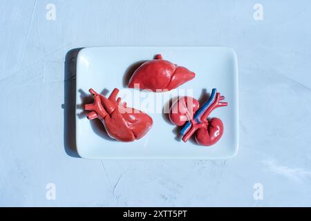 Realistische Modelle von Herz, Leber und Nieren auf weißer Platte, nützlich für Bildungszwecke in Anatomie und Biologie. Stockfoto