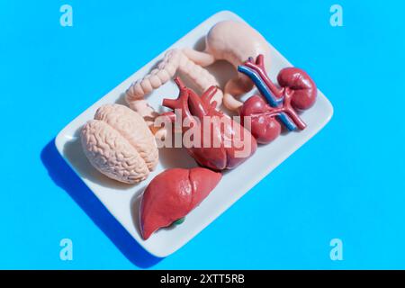 Bunte Orgelmodelle auf weißer Platte vor blauem Hintergrund, nützlich für Anatomieunterricht, visuelle Referenzen in der medizinischen Ausbildung und Klassenzimmer setti Stockfoto