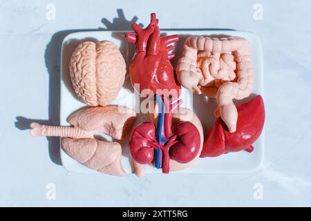 Realistische Orgelmodelle auf weißer Platte angeordnet und vor einem hellen Betonhintergrund gesetzt. Sehhilfe für Ausbildungszwecke bei anatomischen Untersuchungen. Stockfoto