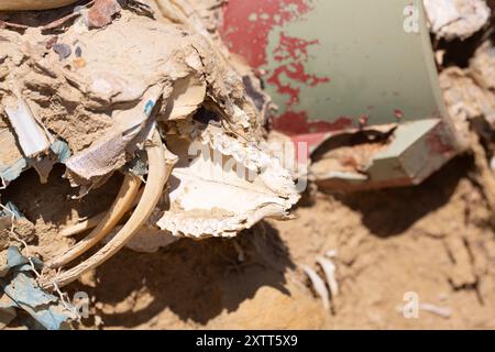 Kieferknochen und Zähne der Tiere tauchen aus Sand in der Wüste auf Stockfoto