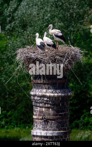 Weißstorch macht sich mit seinem Nest auf einem alten Kamin vertraut Stockfoto