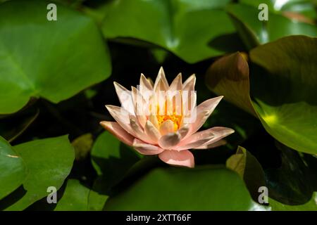 Zwei schöne Lotusblüten blühen im Lotusteich, umgeben von Blättern Stockfoto
