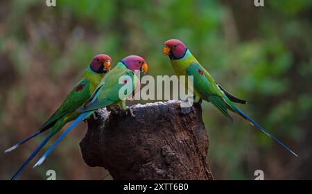 Pflaumenköpfige Sittichvögel teilen sich Nahrung Stockfoto