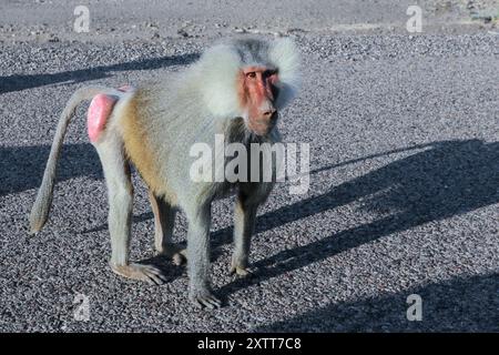 Hamadryas Pavian Familie auf der Straße zum Assal-See, Dschibuti Stockfoto