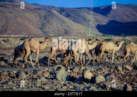 Kamele in der Nähe des Lake Assal, Dschibuti Stockfoto