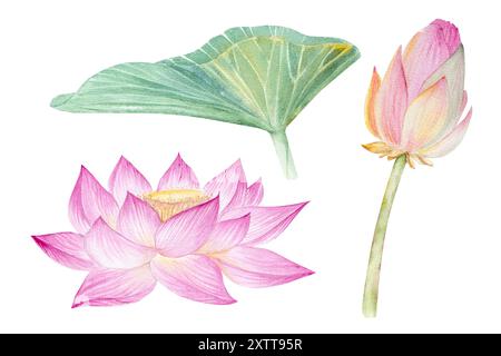 Lotusblumen, Blätter. Handgezeichnete Aquarellillustration von rosa Seerose, grünen Blättern und Samen. Botanische Zeichnung. Set mit Lotusblöcken für Design Stockfoto