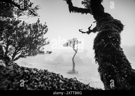 Ein schlaksiger Laurisilva-Baum, der im Fanal-Wald von einem anderen krummen Baum eingerahmt wird, der vor Charakter strotzt und mit Moos bedeckt ist, während der gesamte Rahmen eingehüllt ist Stockfoto