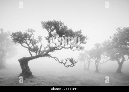 Eine typische Szene aus dem Fanal-Wald, in der die verdrehten Laurisilva-Bäume von Nebel umgeben sind und etwas aus einem Märchen schaffen. Stockfoto