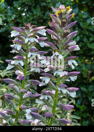 Acanthus mollis „Bärenreife“ Blumenkreuze mit weißen Blüten und violetten Deckblättern, die im Sommer im englischen Garten wachsen Stockfoto