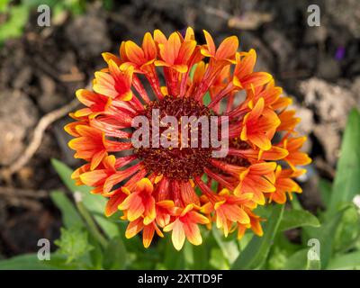 Nahaufnahme der wunderschönen einzelnen orangen und gelben Gaillardia x grandiflora 'Fanfare Serenade' Blanket Blume im Juli/August, Leicestershire, England Stockfoto