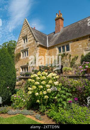 Blumen der Hydrangea paniculata „Limelight“ Pflanze in der Blüte, Coton Manor House and Gardens im Sommer, Northamptonshire, England, Vereinigtes Königreich Stockfoto