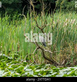 Graureiher (Ardea cinerea) Vogel, der in alten toten Baumzweigen über dem See mit dichten Seerosen thront, Lincolnshire, England, Vereinigtes Königreich Stockfoto