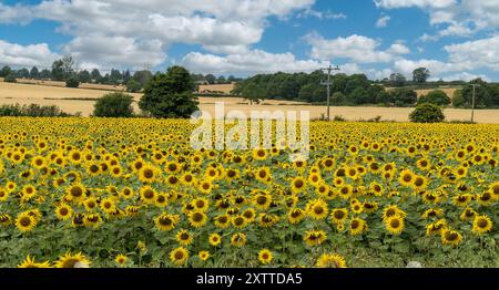 Ernte von großen, hellen, gelben Sonnenblumen (Helianthus), die im August in Farmers Field, Leicestershire, England, Großbritannien angebaut werden Stockfoto