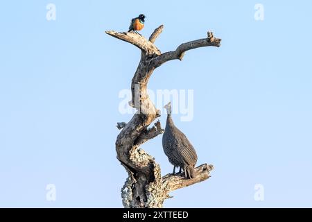 Toller Starling und Helm Guineafowl in totem Baum von Nacht, Morgen, Ndutu Plains, Serengeti Nationalpark, Tansania Stockfoto