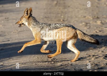 Schwarze Schakalüberquerung, Ndutu Plains, Serengeti Nationalpark, Tansania Stockfoto