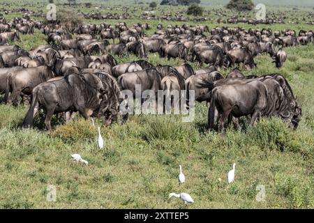 Rinderreiher, Weißbärtige Gnus, Migration, Ndutu Plains, Serengeti Nationalpark, Tansania Stockfoto