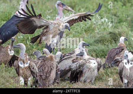 Weissgeier (Landung) und Ruppells Greifen, Marabou Störche in der Nähe toter Zebrakadaver, Ndutu Plains, Serengeti Nationalpark, Tansania Stockfoto