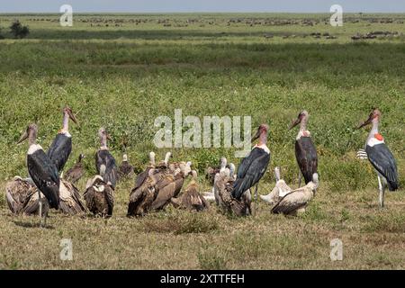 Marabou Störche, Weissrücken, Kapuzengeier, in der Nähe toter Zebrakadaver, Ndutu Plains, Serengeti Nationalpark, Tansania Stockfoto