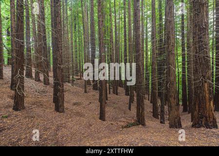 Naturdenkmal der Sequoias von Monte Cabezon, Kantabrien, Spanien. Stockfoto